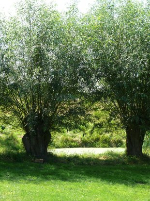 Blick zum Teich