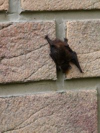 Fledermaus - jung und unerfahren