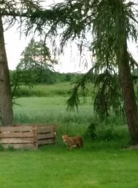 Fuchs - Komposthaufen-Kontrollgang